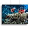 Three Lion fishes and school of bait fish Canvas Print or Poster