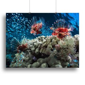 Three Lion fishes and school of bait fish Canvas Print or Poster (Type: Poster Print, size: 28" x 20" / 70cm x 50cm (approx))